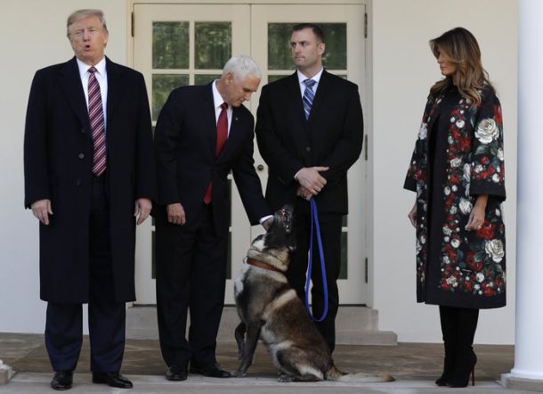 Anjing Militer yang Bantu Bunuh Pemimpin ISIS Diberi Gelar Pahlawan di Gedung Putih