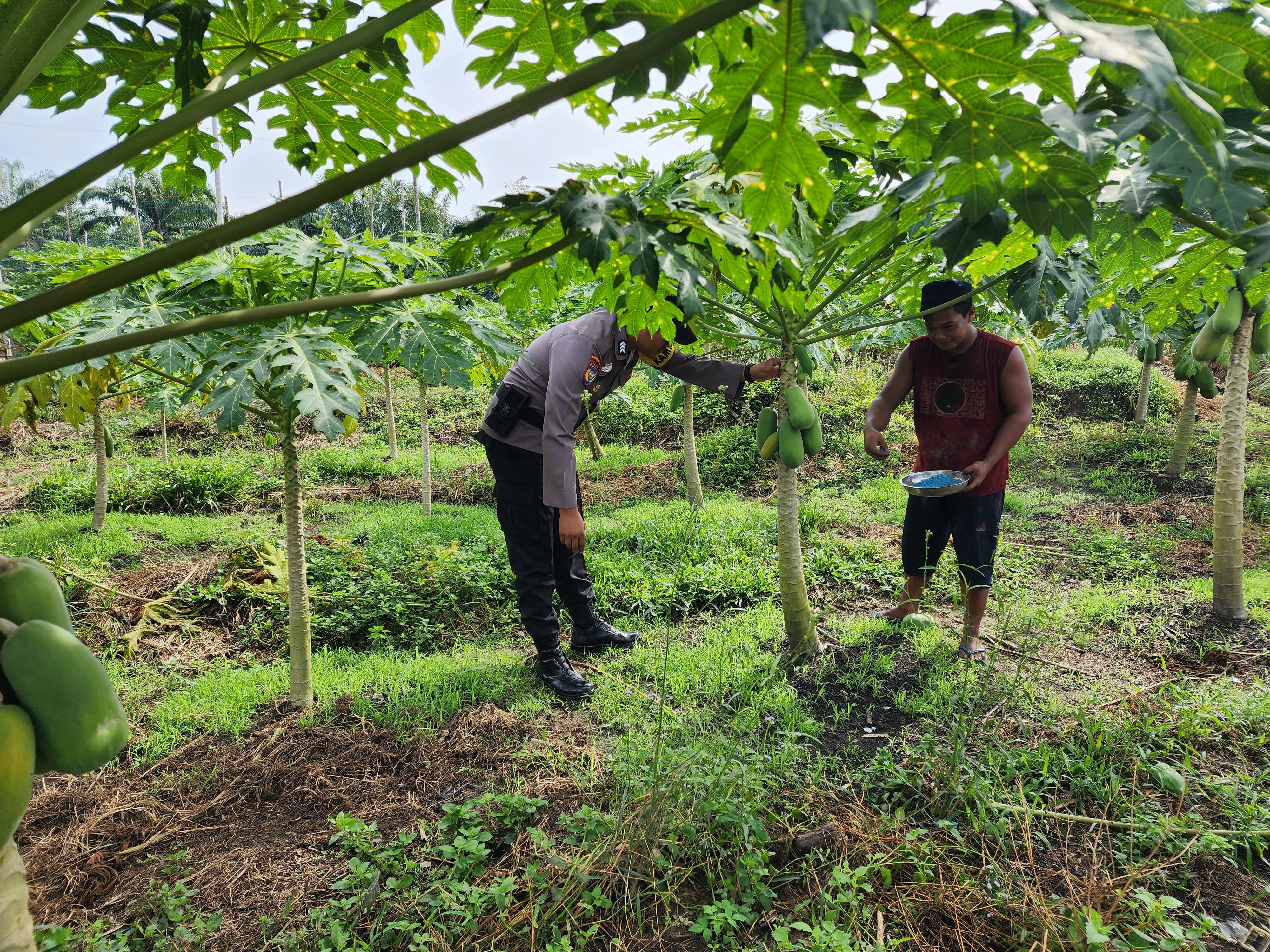 Polsek Bangko Pusako dan Petani Kolaborasi Bangun Lumbung Pangan Desa
