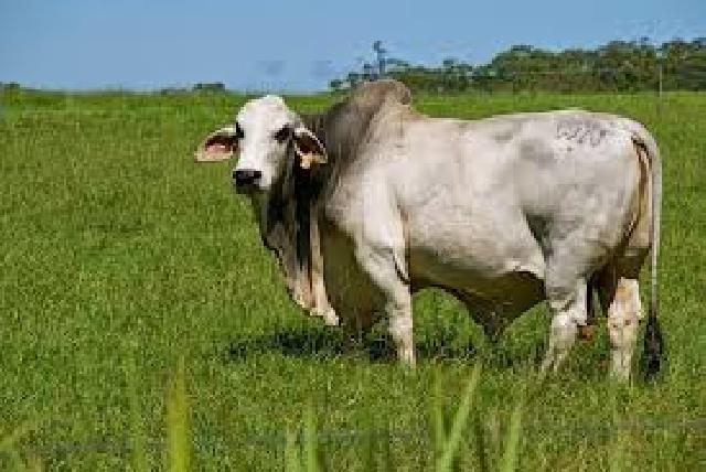 Elsyabrina Bentuk Empat Tim Pemeriksa Kesehatan Hewan Qurban