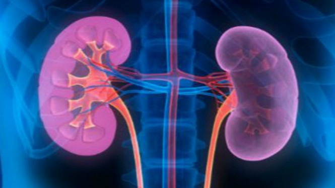 6 Makanan Ini Mampu Bersihkan Ginjal Anda