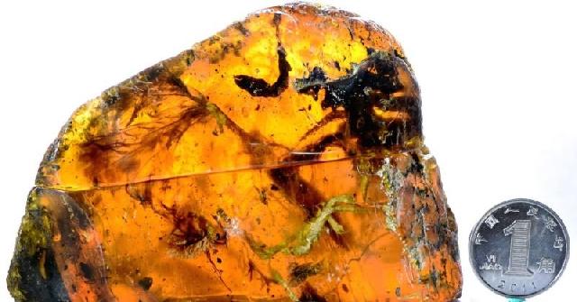 Bayi Burung Berusia 99 Juta Tahun Berhasil Ditemukan