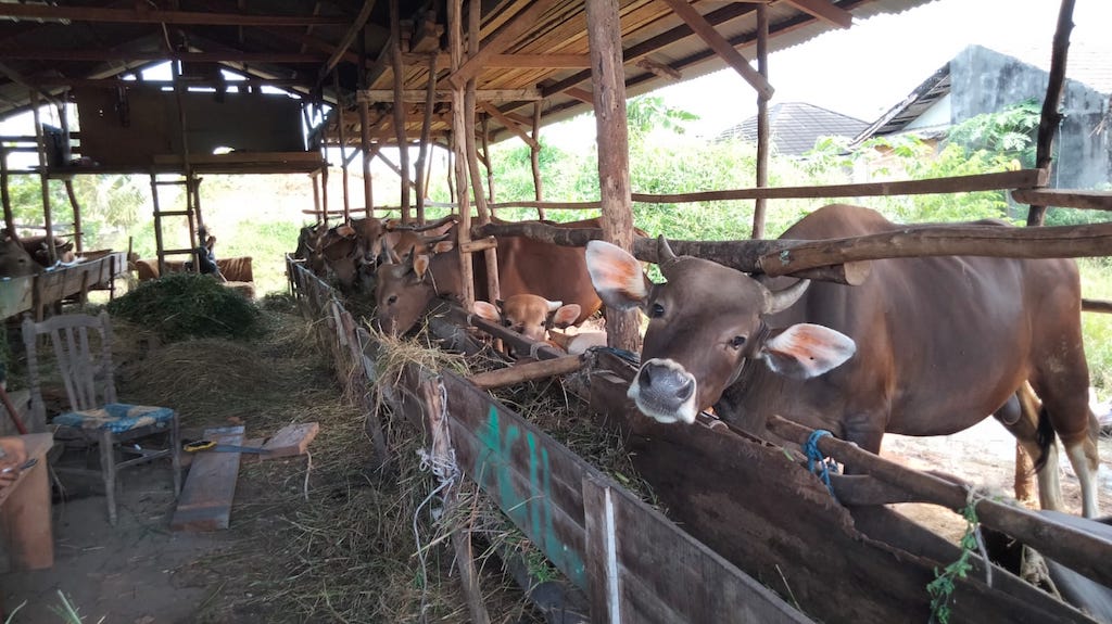 Jelang Hari Raya Idul Adha1445 H, Bursa Sapi Kurban Putri Adika Hadapi Penurunan Penjualan