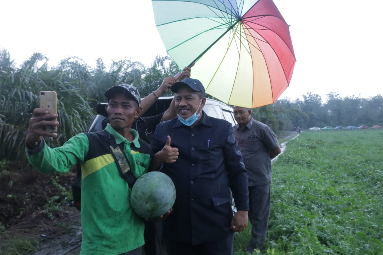 Panen Raya Semangka di Kecamatan Mempura, Alfedri: Saya Bahagia Melihat Petani Dapat Hasil Yang Baik