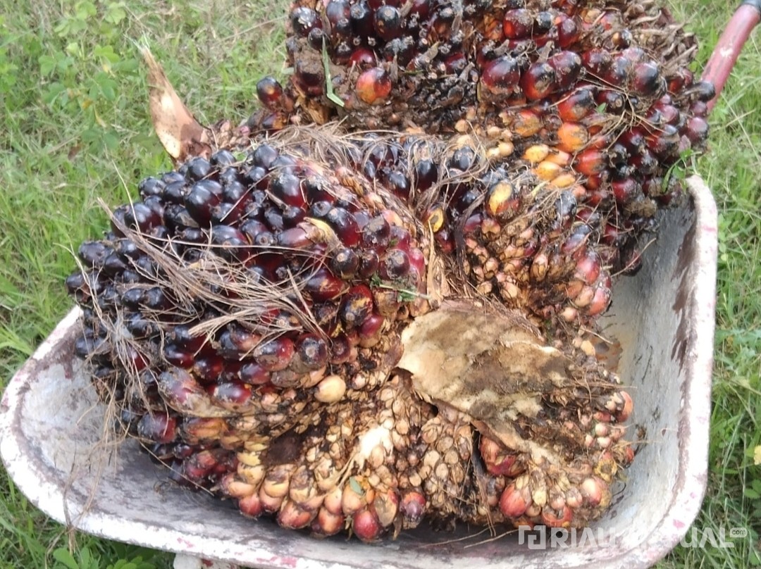 Naik Lagi, Harga TBS Sawit Pekan Ini Capai Rp2.437 per Kilogram