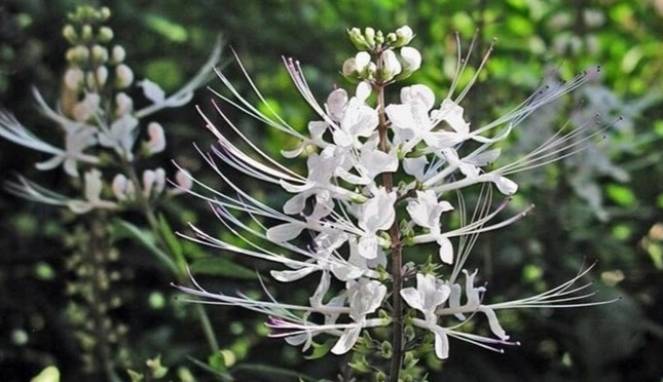 Kumis Kucing, Obati Osteoporosis secara Alami