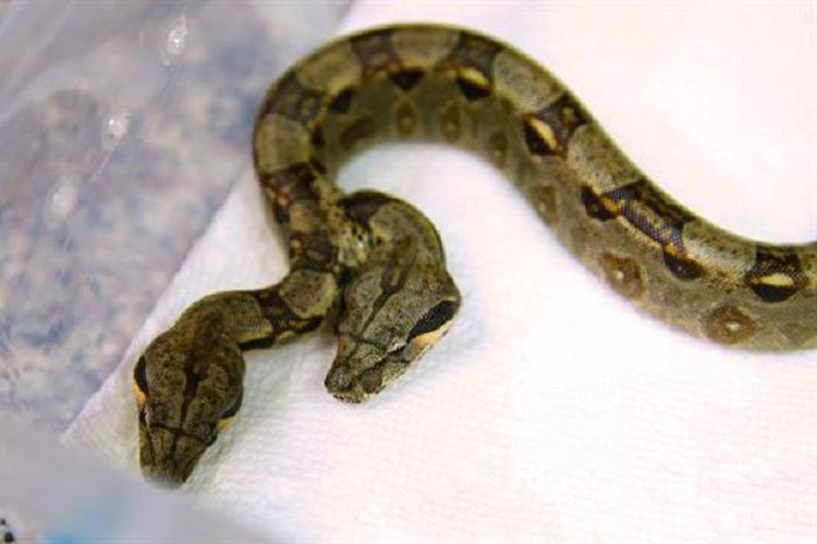 Kembar Siam, Ular Ini Punya Dua Kepala dan Jantung Ganda