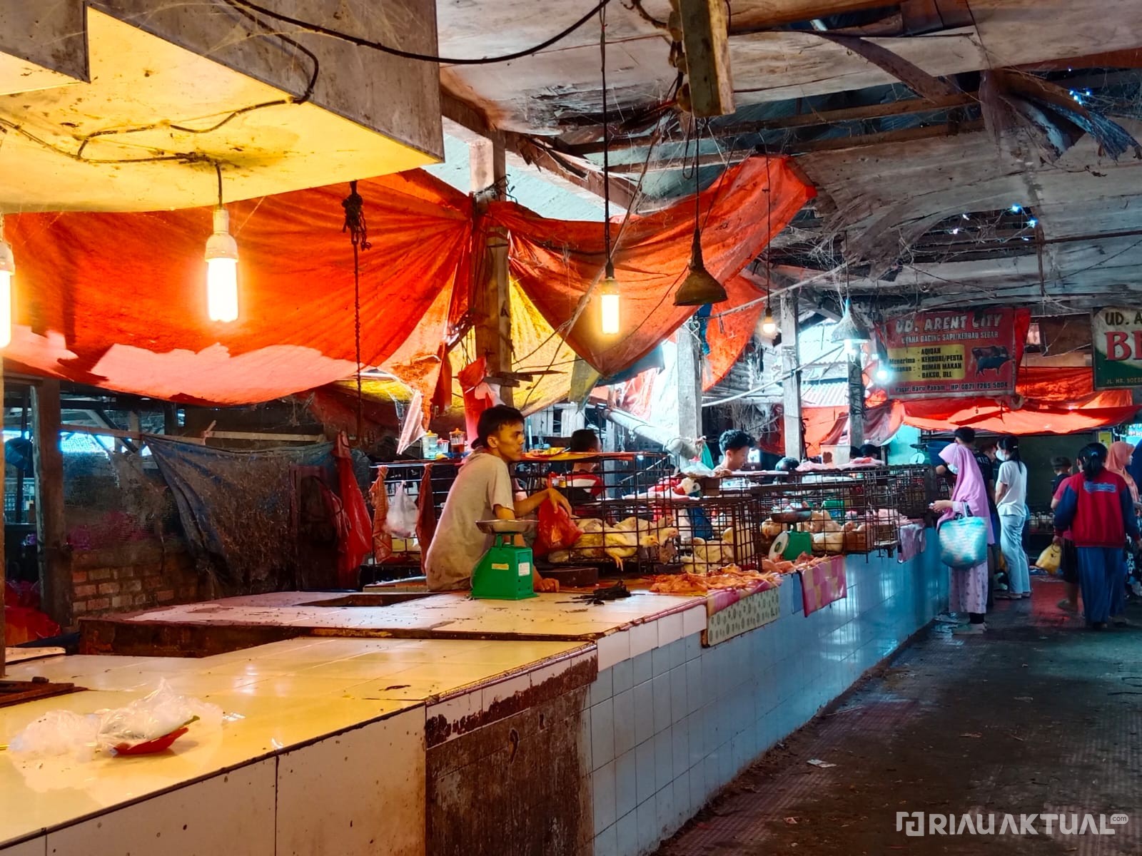 PKH Riau : Tidak Ada Larangan Sapi Masuk ke Riau