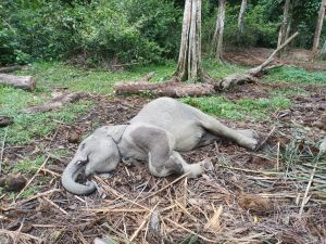 Gubernur Syamsuar Ikut Sedih, Damar Bayi Gajah yang Dia Beri Nama Ditemukan Mati
