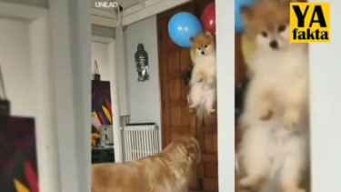 Kocak, Terlilit Balon Anjing Ini Terbang