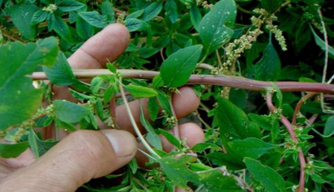 Bayam Duri Bisa Obati Wasir