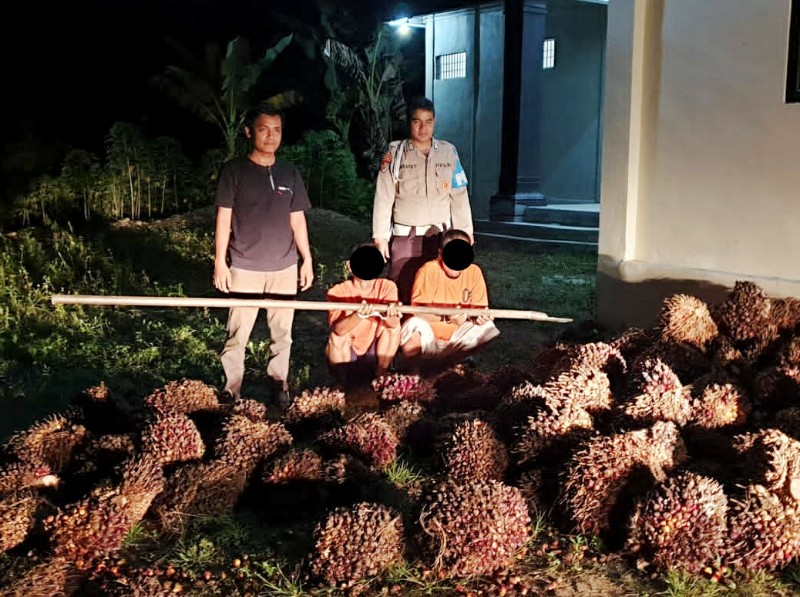 Polsek TPTM Tangkap Dua Ninja Sawit di Rohil, Kerugian Warga Capai Rp 3 Juta