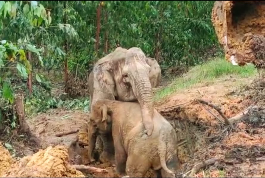 Seekor Anak Gajah Sumatera Tergelincir Masuk Galian Parit di Siak