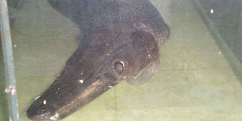 Dinilai Berbahaya, Ikan Aligator Dilarang Diperjualbelikan