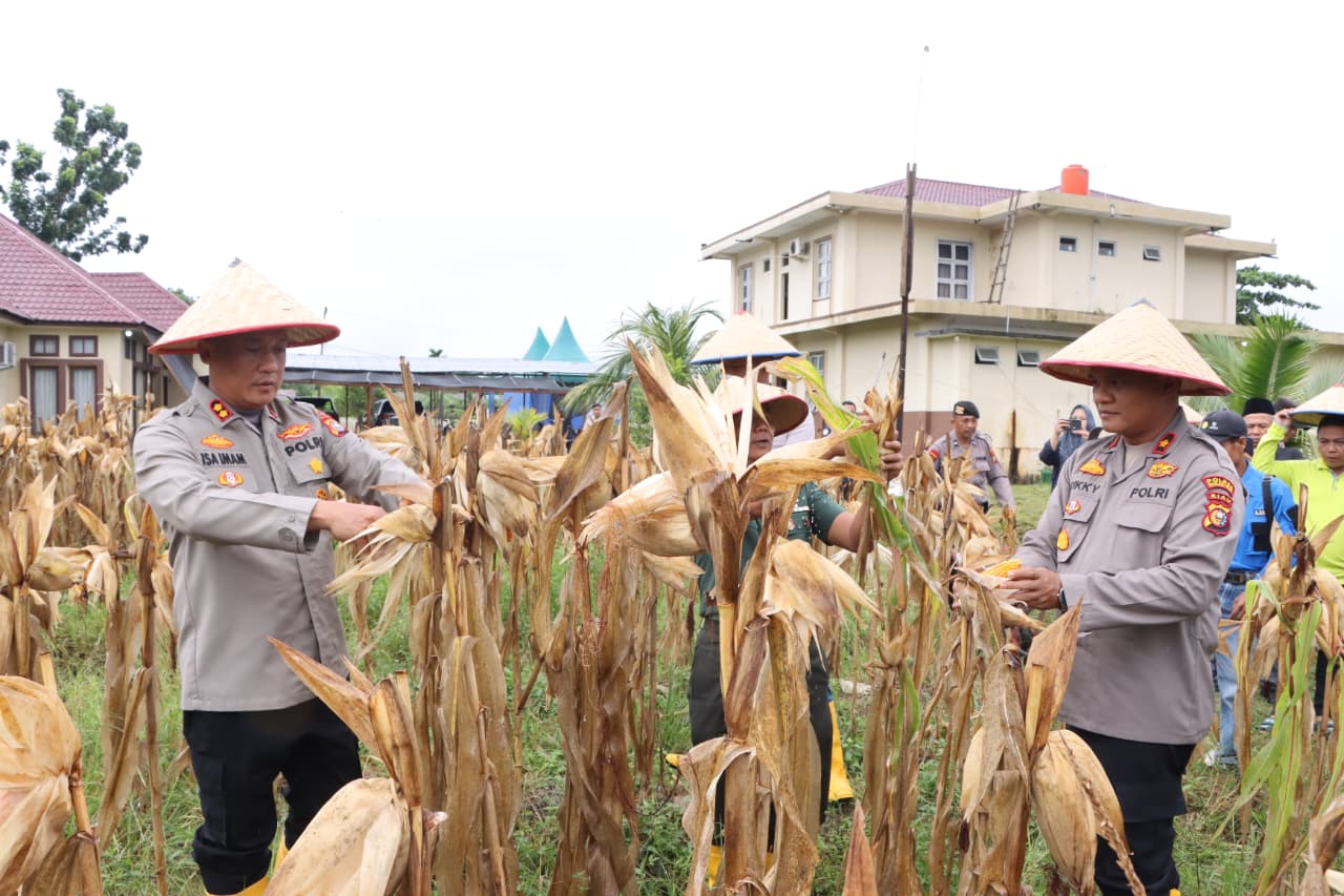 Panen 2,5 Ton Jagung Pipil di Rimba Melintang, Kapolres Rohil: Tingkatkan Ekonomi Warga
