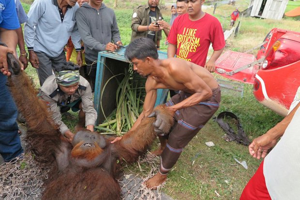 Kasihan, Karena Kelaparan, Orangutan Ini Menjarah Buah di Kebun Warga