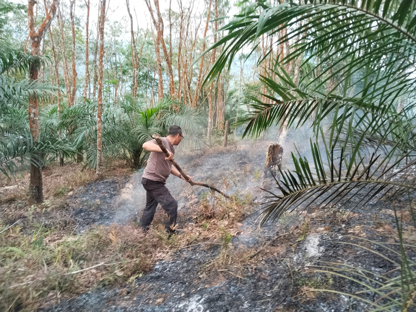 Dua Hektare Hutan Lindung Bukit Betabuh Terbakar, Tiga Pelaku Ditangkap Polres Kuansing
