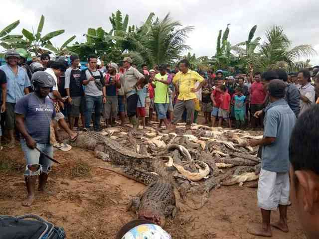Viral Ratusan Buaya Dibantai, Netizen Sebut Inilah Tindakan Biadab