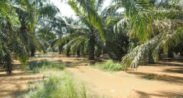 Puluhan Hektar Sawit Masyarakat Terendam Banjir