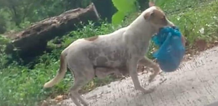 Ini Video Penampakan Anjing Bawa Bayi ke Semak-semak, “Ya Allah Astagfirullah”