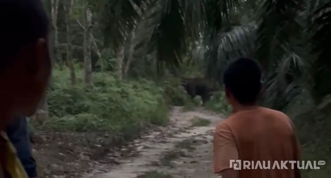 Dua Gajah Liar Masuki Kebun Warga di Pelalawan, BBKSDA Riau Turunkan Tim Evakuasi