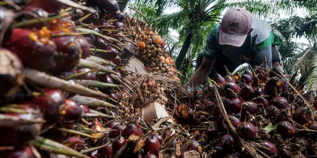 Produksi Minyak Sawit Indonesia Naik 9,85%, Tembus 48,09 Juta Ton hingga Oktober 2025