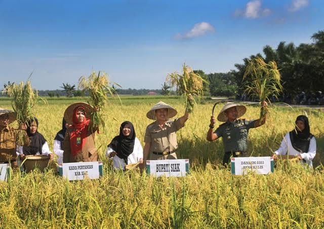 Petani Siak Terima Bantuan Alsintan, Bupati Panen Padi Perdana Bersama Masyarakat