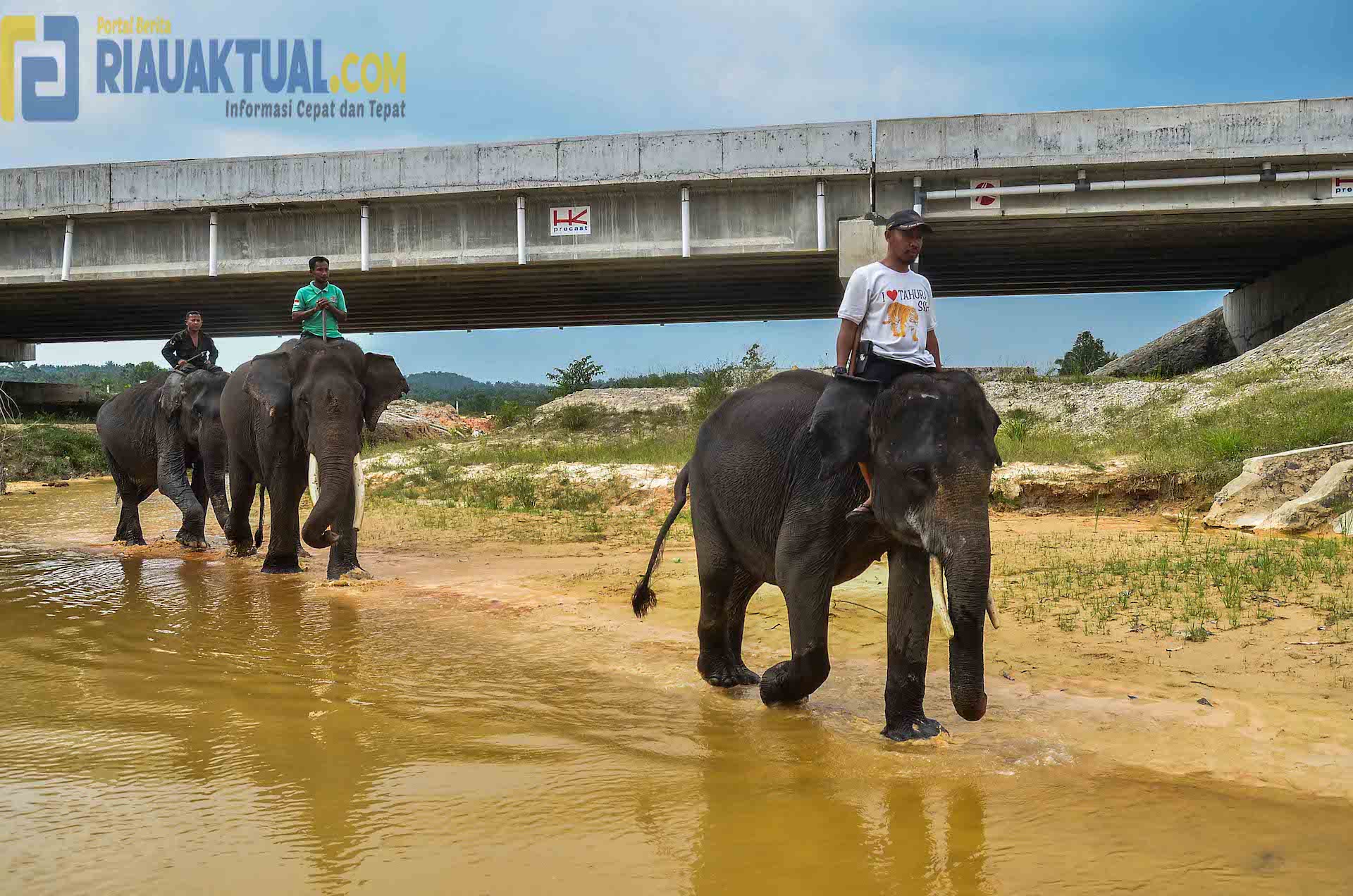 Penampakan Aktivitas Gajah di Terowongan Tol Pekanbaru-Dumai