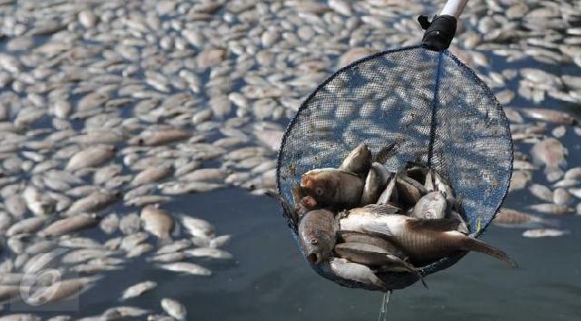 Sungai Ngaso Ujung Batu Kembali Tercemar Limbah, Ribuan Ikan Mati