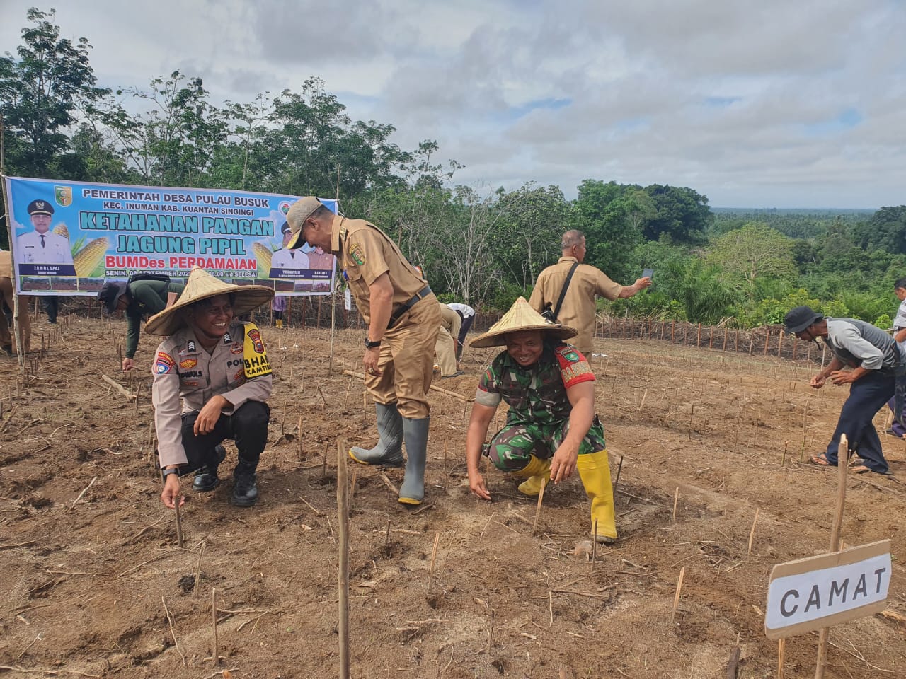 BUMDes Perdamaian Pulau Busuk di Kuansing Tanam Jagung, Dukung Ketahanan Pangan Nasional