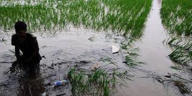 Akibat Banjir, Ribuan Lahan Pertanian di Riau Terendam