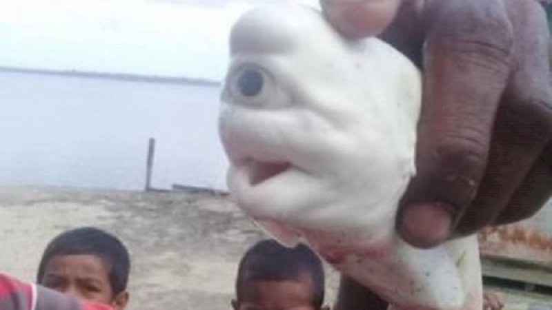 Bayi Hiu 'Dajjal' Ditemukan di Maluku