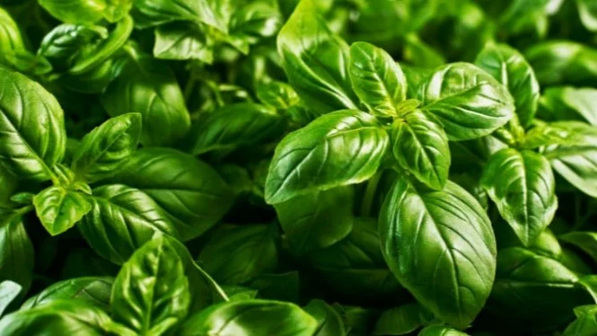 Deretan Resep Herbal dan Khasiat Menakjubkan Daun Kemangi