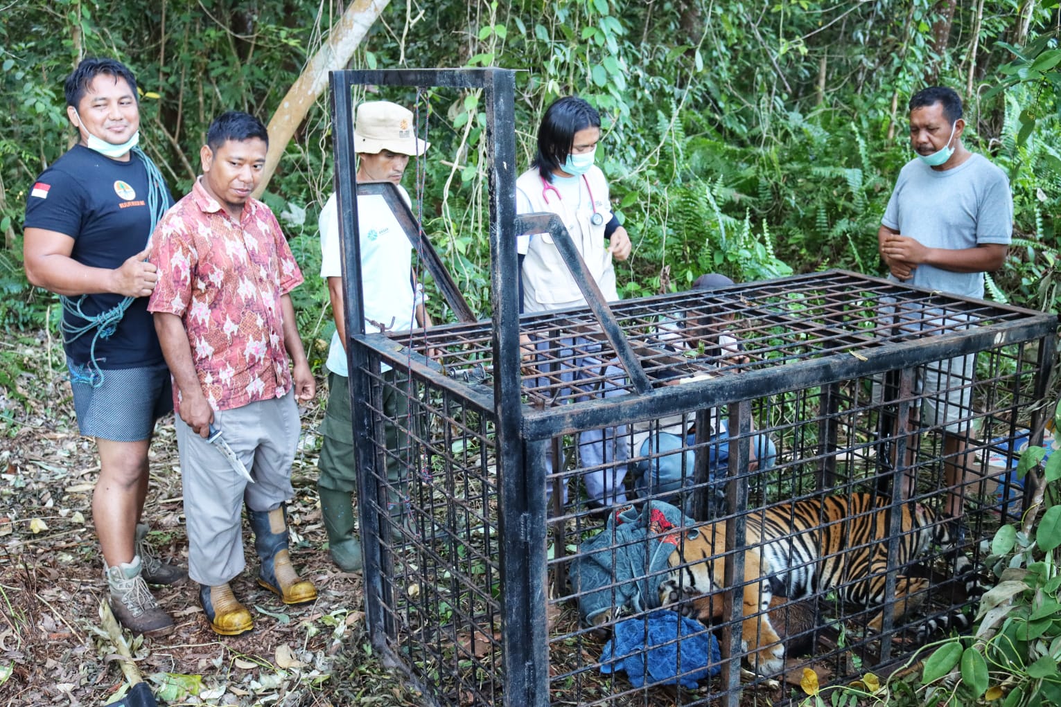 Masuk Box Trap, Harimau Sumatera di Teluk Lanus Tertangkap