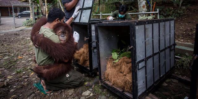 Sejak 2012 hingga Desember, 251 Orangutan Kembali Dilepas ke Hutan