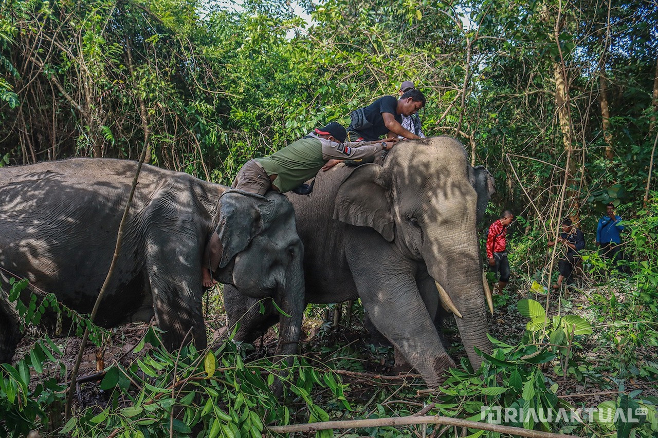 BBKSDA Riau Evakuasi Gajah Liar yang Tersesat di Permukiman Warga Tenayan Raya Pekanbaru