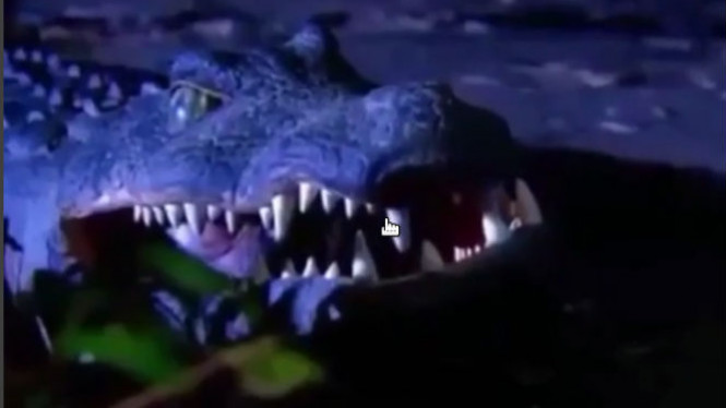 Bikin Panik, Buaya Jadi-jadian Ini Muncul Tiba-tiba