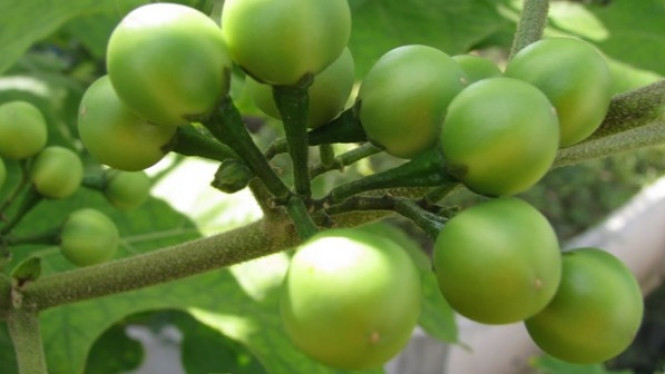 Empat Manfaat Rimbang untuk Obati Asam Urat