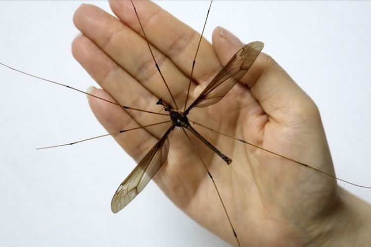 Nyamuk Terbesar di Dunia Ditemukan di China