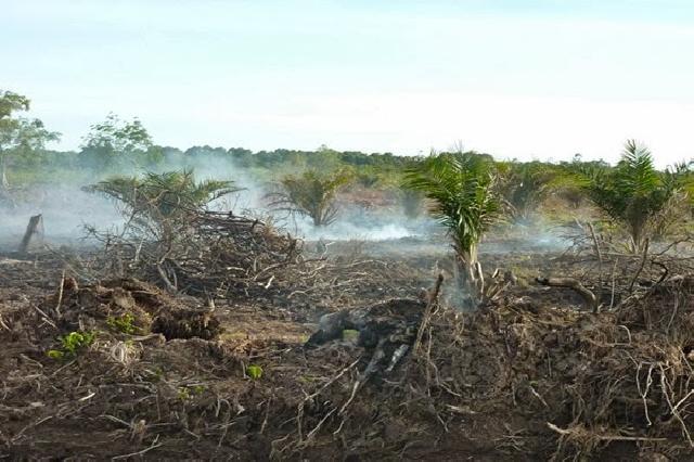 Pemprov Riau Dukung Pengelolaan Gambut