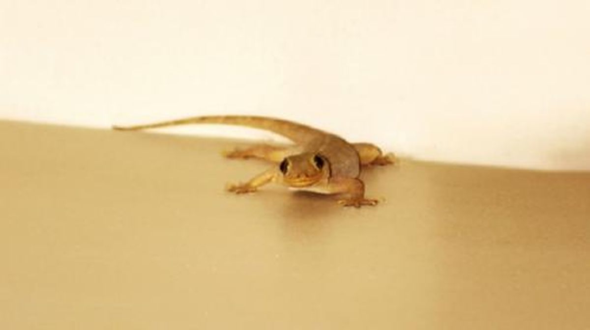 Kenapa Buntut Cicak Bisa Tumbuh Lagi setelah Putus?