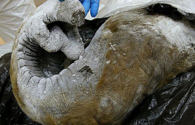 Ini 3 Binatang Purba yang Diperkirakan Akan Kembali Bangkit