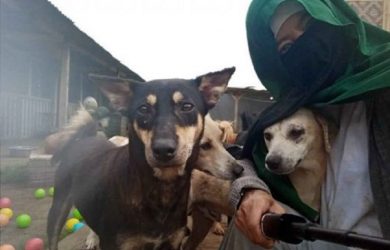 Pemerintah Bakal Relokasi Wanita Cadar yang Menampung Puluhan Anjing