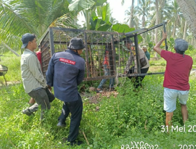 BBKSDA Riau Tangani Konflik Harimau di Inhil, Box Trap dan Camera Trap Dipasang