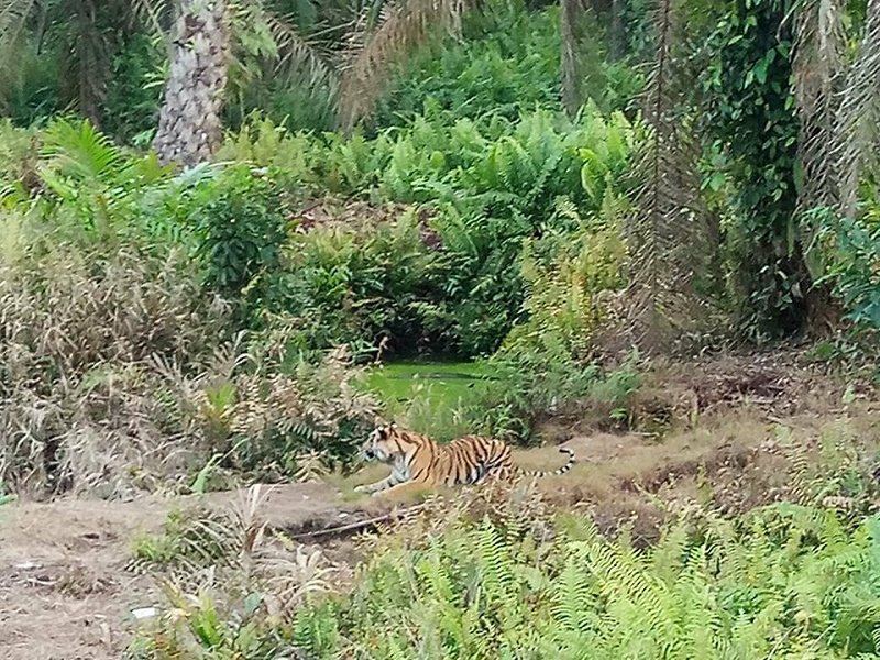 Harimau yang Menewaskan Jumiati dan Memakan Dagingnya di Inhil Tertangkap Kamera, Ini Penampakannya