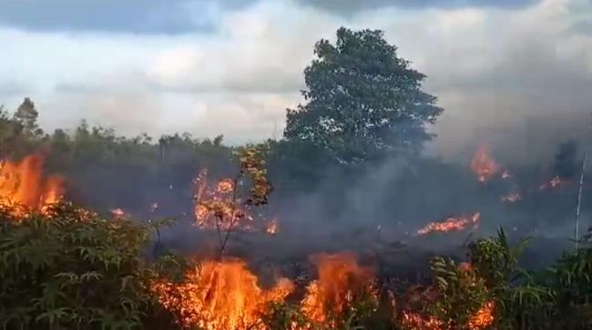 Waspada Karhutla, Hampir 11 Hektar Lahan di Pekanbaru Terbakar