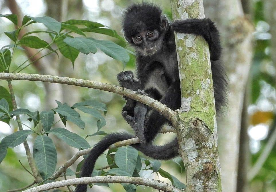 Jejak Harapan di Rimba Rokan: PHR Lestarikan Lutung Kokah di Tengah Operasi