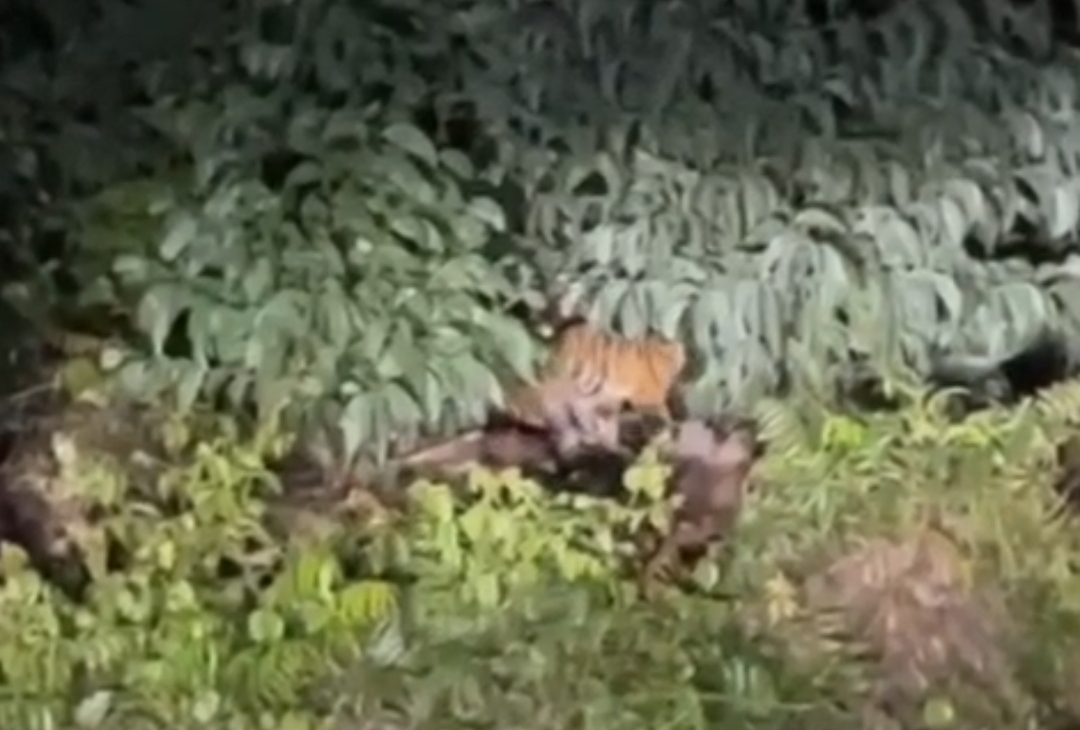 Harimau Sumatera Muncul di Tepi Jalan Desa Pulau Muda