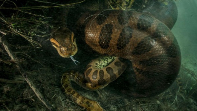 Ternyata, Usai Kawin Ular Anaconda Betina Bunuh Pasangannya