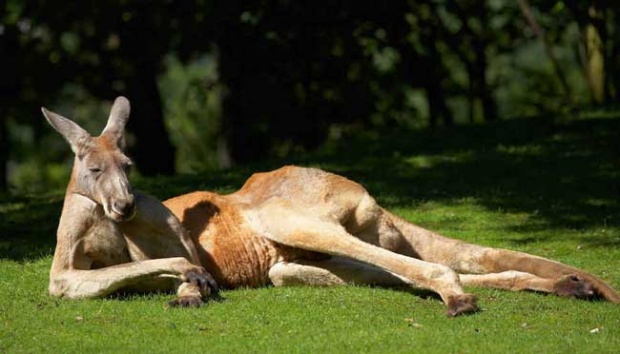 Warga Australia Diminta Perbanyak Makan Kanguru, Ini Alasannya