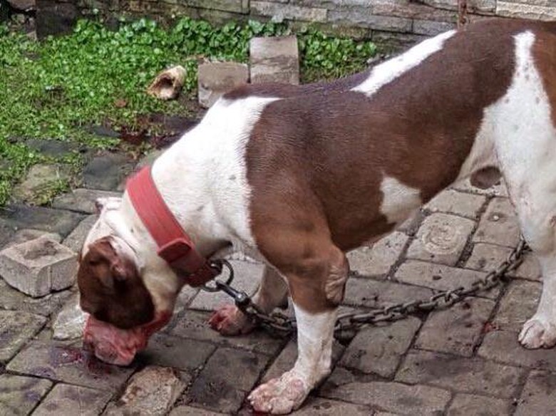 Polisi Amankan Anjing Jenis Pitbull yang Gigit Ramiza Hingga Tewas